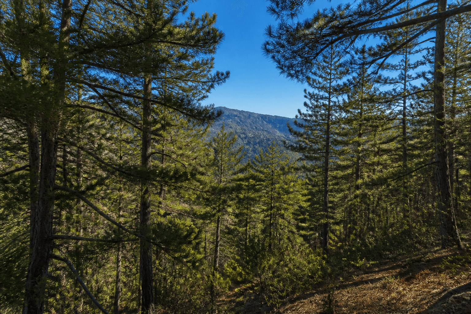 Forest with mountain view